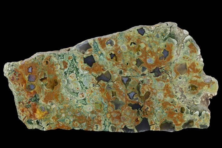 Polished Rainforest Jasper (Rhyolite) Section - Australia #130406